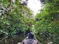 RI Butuh Kredit Karbon buat Solusi Iklim Berkelanjutan