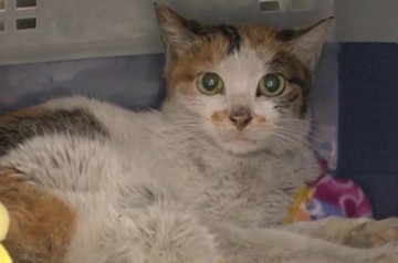 Anak Kucing Terkurung di Kontainer, 3 Minggu Berlayar dari China-AS