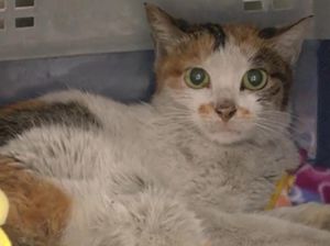 Anak Kucing Terkurung di Kontainer, 3 Minggu Berlayar dari China-AS Anak Kucing Terkurung di Kontainer, 3 Minggu Berlayar dari China-AS