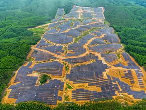 Singapura Bakal Bangun Kebun Matahari Kapasitas 50 MW di IKN Singapura Bakal Bangun Kebun Matahari Kapasitas 50 MW di IKN