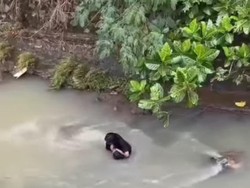Viral Pria Duduk Terdiam di Tengah Aliran Sungai Bogor, Warga Evakuasi