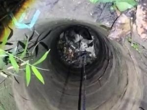 Anjing Diduga Rabies 3 Hari Terjebak Dalam Sumur Tua di Polman Dievakuasi Anjing Diduga Rabies 3 Hari Terjebak Dalam Sumur Tua di Polman Dievakuasi