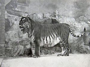 Sedih, Hewan-hewan Ini Sudah Punah Termasuk Asal Indonesia