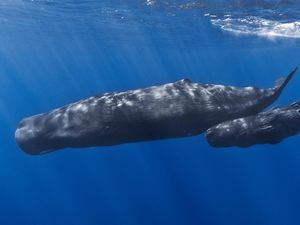 Ahli Konservasi Laut IPB: Tambang Nikel Ancam Paus-Pari Langka di Raja Ampat Ahli Konservasi Laut IPB: Tambang Nikel Ancam Paus-Pari Langka di Raja Ampat