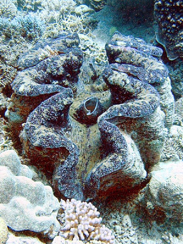 Kerang kima raksasa (Tridacna gigas).