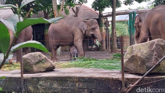 Koleksi binatang di Batu Secret Zoo Jatim Park 2 Kota Batu