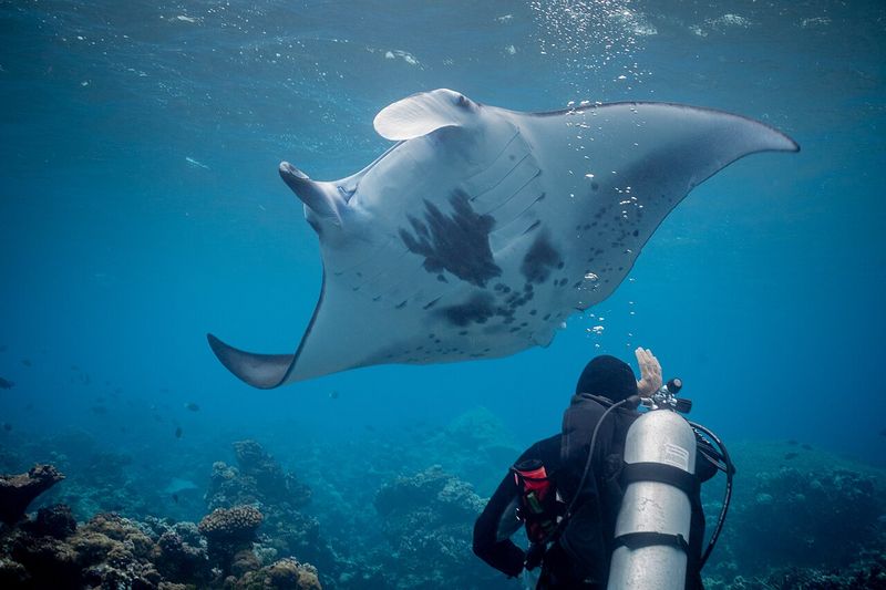 Pari manta di Palmyra Atoll, Samudra Pasifik.