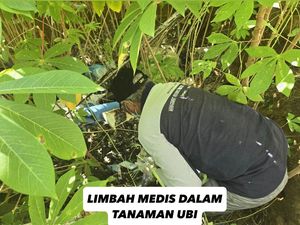 5 Fakta Kamuflase Singkong di Balik Kuburan Limbah Medis 6 Ton 5 Fakta Kamuflase Singkong di Balik Kuburan Limbah Medis 6 Ton