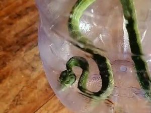 Kagetnya Wanita Bantul Lihat Ular Viper Berbisa Saat Masuk Rumah Kagetnya Wanita Bantul Lihat Ular Viper Berbisa Saat Masuk Rumah