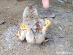 Unik! Anak Ayam di Pekalongan Ini Berkaki Empat