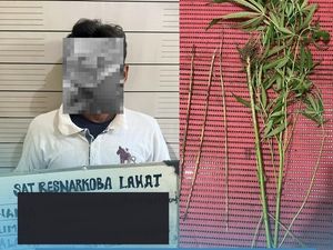 Buruh Tani di Lahat Ditangkap Polisi karena Jadi Pengedar Ganja Buruh Tani di Lahat Ditangkap Polisi karena Jadi Pengedar Ganja