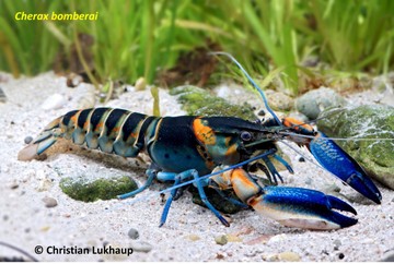 UGM dan Peneliti Jerman Temukan Tujuh Spesies Lobster Baru di Papua Barat
