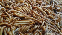 Viral Anak Muda China Makan Ulat demi Hidup Frugal, Murah-Tinggi Protein Viral Anak Muda China Makan Ulat demi Hidup Frugal, Murah-Tinggi Protein