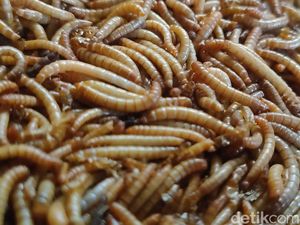 Viral Anak Muda China Makan Ulat demi Hidup Frugal, Murah-Tinggi Protein Viral Anak Muda China Makan Ulat demi Hidup Frugal, Murah-Tinggi Protein