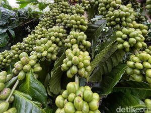 Harga Jual Biji Kopi di Pagar Alam Anjlok hingga Rp 56 Ribu/Kg Harga Jual Biji Kopi di Pagar Alam Anjlok hingga Rp 56 Ribu/Kg