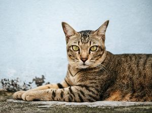 Apakah Kucing Bisa Berkeringat Saat Musim Panas? Apakah Kucing Bisa Berkeringat Saat Musim Panas?
