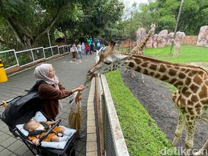 Kenalan Sama Jerapah di Batu Secret Zoo Saat World Giraffe Day Kenalan Sama Jerapah di Batu Secret Zoo Saat World Giraffe Day