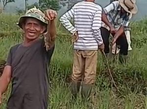 Serangan Hama Tikus di Tasikmalaya Bikin Petani Merugi