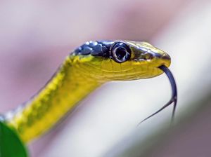 Kenapa Ular Sering Menjulurkan Lidahnya? Ini Alasan dan Fakta Menariknya Kenapa Ular Sering Menjulurkan Lidahnya? Ini Alasan dan Fakta Menariknya