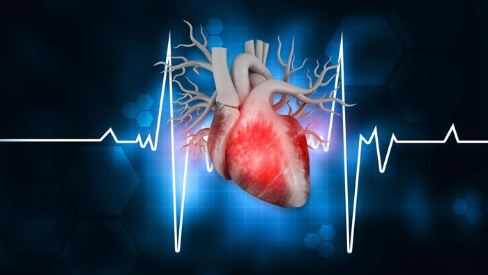 Human heart anatomy with ecg background. 3d illustration