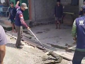 Buaya 1,3 Meter Masuk Selokan Rumah Warga di Palu, BKSDA Sulteng Evakuasi Buaya 1,3 Meter Masuk Selokan Rumah Warga di Palu, BKSDA Sulteng Evakuasi