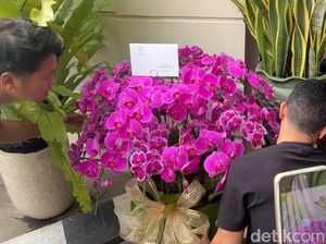 Anggrek Ungu dan Putih dari Prabowo-Mayor Teddy di Ultah ke-64 Jokowi Anggrek Ungu dan Putih dari Prabowo-Mayor Teddy di Ultah ke-64 Jokowi