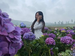 Pesona Kebun Bunga Hortensia Kota Batu yang Instagramable Banget!
