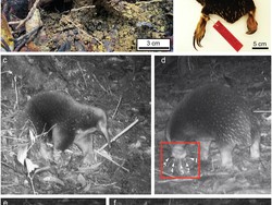 Nokdiak Paruh Panjang Terekam Lagi di Papua, Asalnya dari Zaman Dinosaurus