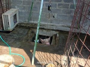 Babi Masuk Lubang Septic Tank di Bantul, Berontak Saat Dievakuasi