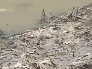 Viral Buaya Besar Muncul di Permukaan Sungai Jember Viral Buaya Besar Muncul di Permukaan Sungai Jember