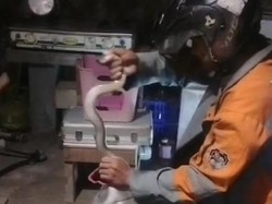 Hii! Kobra Jumbo Ngumpet di Tumpukan Kardus Warga Perumahan Klaten