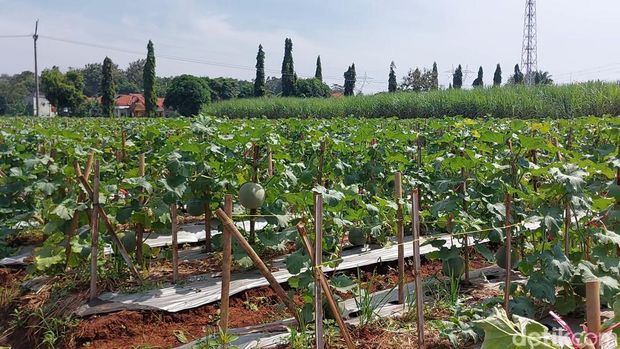 Lahan di Ciawijapura yang ditanami melon sekarang berbuah. Lahan garapan ini dibangun dari alokasi dana desa di Cirebon.