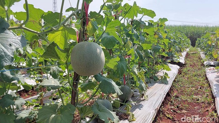 Lahan di Ciawijapura yang ditanami melon sekarang berbuah. Lahan garapan ini dibangun dari alokasi dana desa di Cirebon.