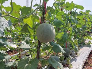 Melon Manis Ciawijapura Jadi Harapan Baru Ketahanan Pangan di Cirebon Melon Manis Ciawijapura Jadi Harapan Baru Ketahanan Pangan di Cirebon