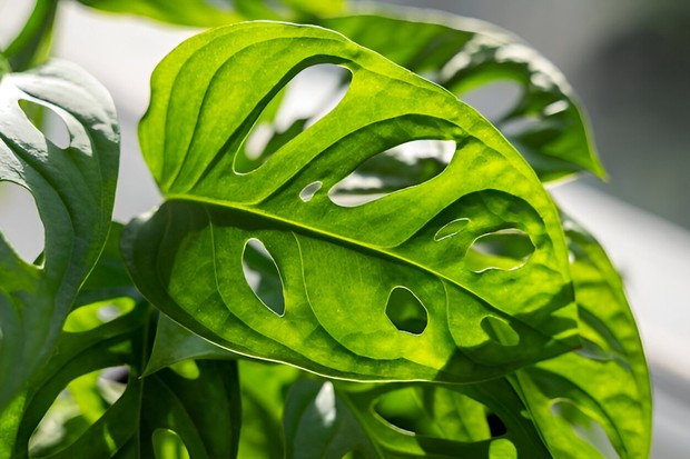 Monstera Obliqua/Foto: Freepik