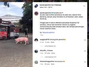 Kala Babi Pink Bikin Heboh Keliaran di Jalanan Bandung