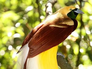 556 Nama Burung Langka yang Tidak Boleh Dipelihara, Apa Saja? 556 Nama Burung Langka yang Tidak Boleh Dipelihara, Apa Saja?