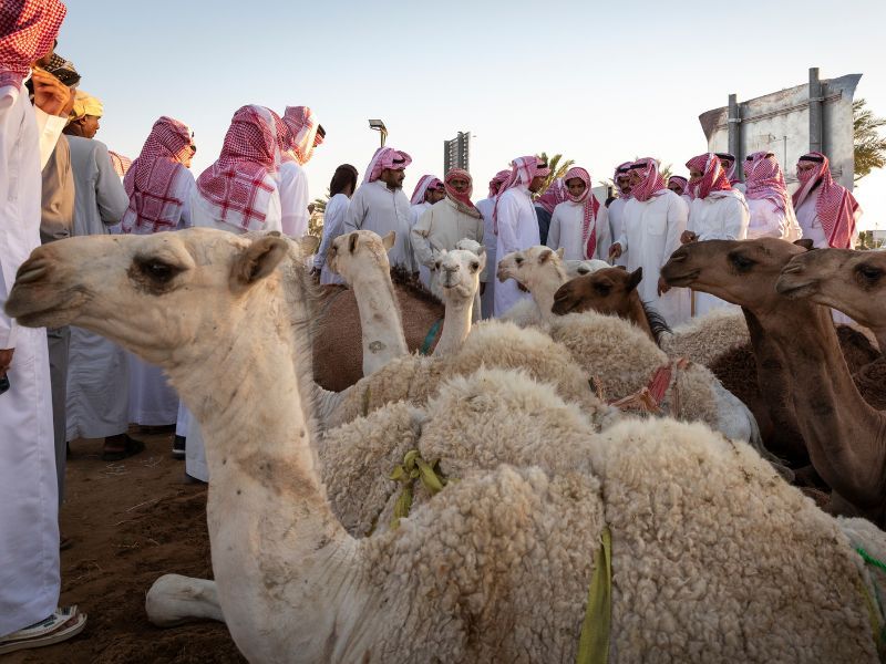 Jelajahi Camel Market Buraydah, pasar unta terbesar di dunia. Temukan budaya Arab, interaksi pedagang, dan pengalaman unik balapan unta!