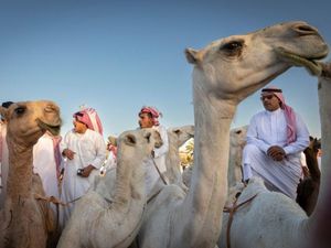Serunya Menjelajahi Camel Market Buraydah, Pasar Unta Terbesar di Dunia Serunya Menjelajahi Camel Market Buraydah, Pasar Unta Terbesar di Dunia