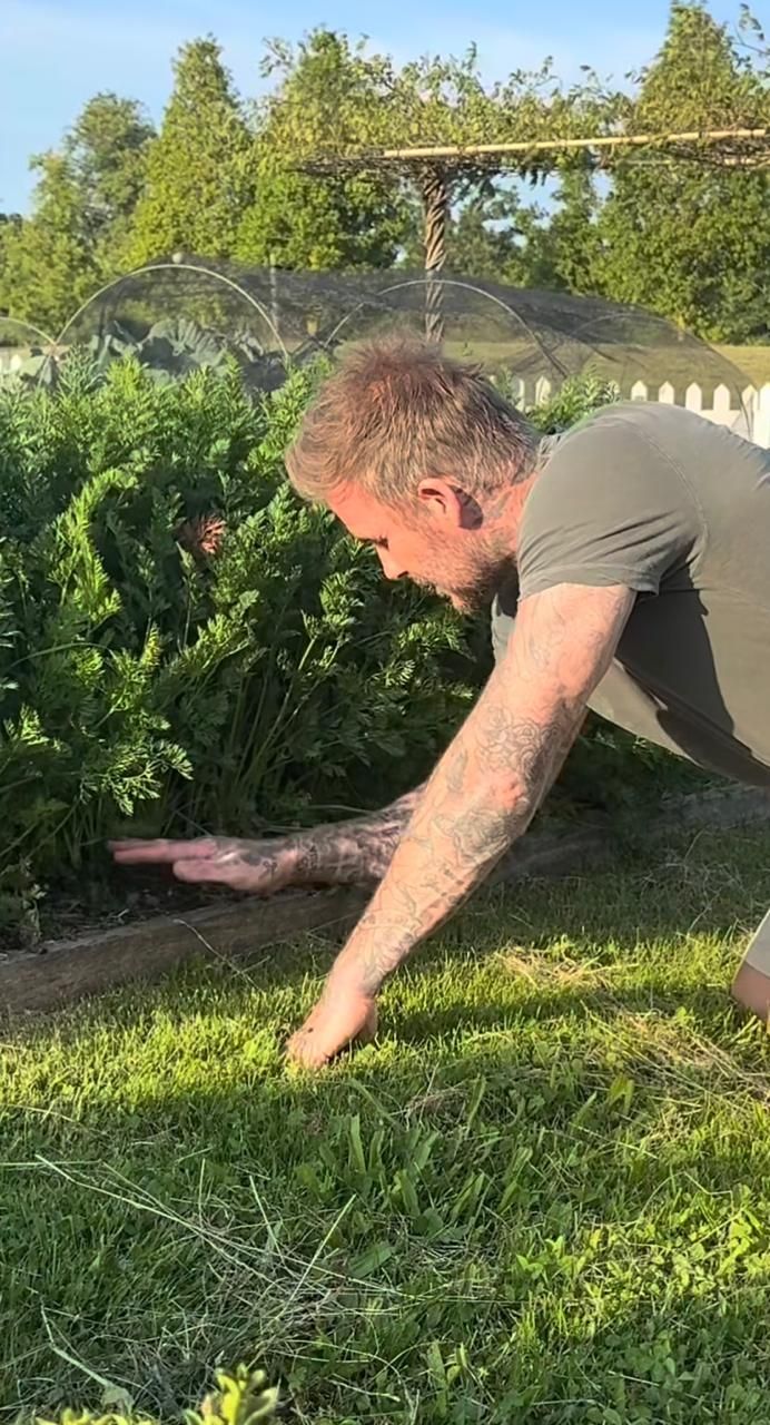 David Beckham memanen wortel di kebun yang ada di pekarangan rumahnya.