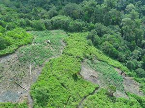 Bareskrim Bongkar 25 Hektare Ladang Ganja di Aceh!