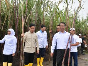 Gibran Tinjau Panen Tebu Banyuwangi, Dorong Swasembada Gula Gibran Tinjau Panen Tebu Banyuwangi, Dorong Swasembada Gula