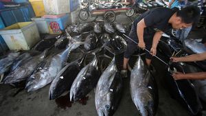 Cuaca Buruk Bikin Harga Ikan Tuna Naik di Banda Aceh