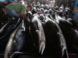 Perikanan RI Siap Banjiri Korsel-Kanada Perikanan RI Siap Banjiri Korsel-Kanada