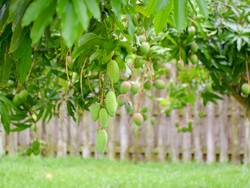 4 Pohon Ini Jangan Ditanam di Dekat Rumah, Kenapa?