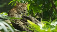 Mengenal Macan Tutul, Hewan yang Masuk ke Balai Desa Kuningan-Panjang Bisa Capai 2 Meter!