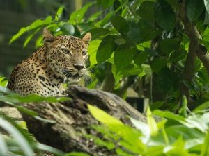 Macan Tutul Australia Didatangkan ke Singapura, Siap Cari Pasangan Macan Tutul Australia Didatangkan ke Singapura, Siap Cari Pasangan