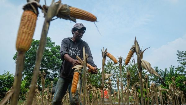 Panen Jagung Masih Jauh dari Target Bikin Industri Pakan Ketar-Ketir