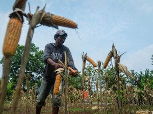 Panen Jagung Masih Jauh dari Target Bikin Industri Pakan Ketar-Ketir Panen Jagung Masih Jauh dari Target Bikin Industri Pakan Ketar-Ketir