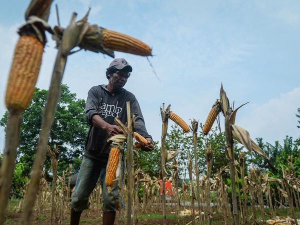 Panen Jagung Masih Jauh dari Target Bikin Industri Pakan Ketar-Ketir